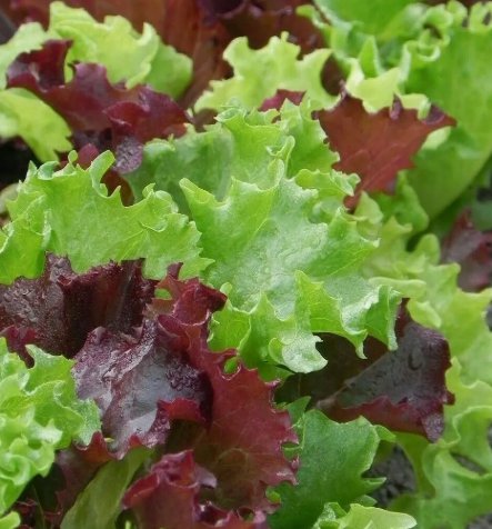 Gourmet Salad Blend Lettuce Non Gmo Vegetable Heirloom 500 Seeds for Garden Planting