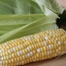 Peaches & Cream Corn Non Gmo Vegetable Heirloom 25 Seeds for Garden Planting
