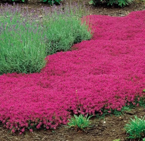 Red Creeping Thyme Non Gmo Vegetable Heirloom 1000 Seeds for Garden Planting