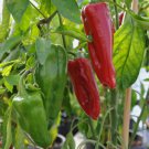 Sweet Marconi Rosso Pepper Non Gmo Vegetable Heirloom 25 Seeds for Garden Planting Sweet Marconi Rosso Pepper Non Gmo Vegetable Heirloom 25 Seeds for Garden Planting