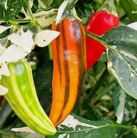 Fish Pepper Non Gmo Vegetable Heirloom 10 Seeds for Garden Planting