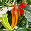 Fish Pepper Non Gmo Vegetable Heirloom 10 Seeds for Garden Planting