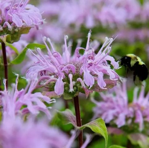 Bee Balm Wild Bergamot&Acirc;&nbsp; Non Gmo Vegetable Heirloom 500 Seeds for Garden Planting