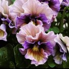 Pansy Viola Fragrant Flower Style 14 Non Gmo Vegetable Heirloom 150 Seeds for Garden Planting