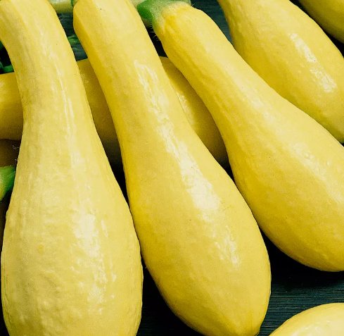 Summer Squash&Acirc;&nbsp;Non Gmo Vegetable Heirloom 30 Seeds for Garden Planting
