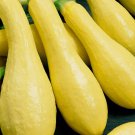 Summer Squash Non Gmo Vegetable Heirloom 30 Seeds for Garden Planting
