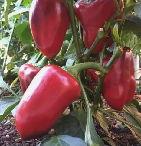 Giant Red Bell Pepper&Acirc;&nbsp;Non Gmo Vegetable Heirloom 120 Seeds for Garden Planting