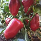 Giant Red Bell Pepper Non Gmo Vegetable Heirloom 120 Seeds for Garden Planting