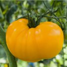 Golden Jubilee Tomato Non Gmo Vegetable Heirloom 50 Seeds for Garden Planting