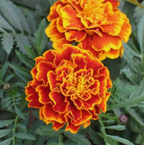 Sparky Mix Marigold Non Gmo Vegetable Heirloom 175 Seeds for Garden Planting