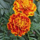 Sparky Mix Marigold Non Gmo Vegetable Heirloom 175 Seeds for Garden Planting