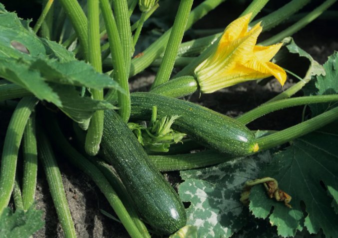 Black Beauty Zucchini Summer Squash Non Gmo Vegetable Heirloom 25 Seeds for Garden Planting