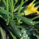 Black Beauty Zucchini Summer Squash Non Gmo Vegetable Heirloom 25 Seeds for Garden Planting