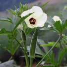Cowhorn Okra Non Gmo Vegetable Heirloom 30 Seeds for Garden Planting Cowhorn Okra Non Gmo Vegetable Heirloom 30 Seeds for Garden Planting