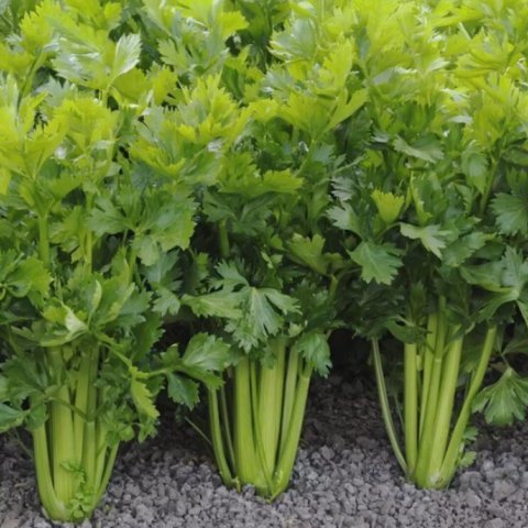 Celery Tall Utah Non Gmo Vegetable Heirloom 2000 Seeds for Garden Planting