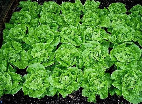 Tom Thumb Lettuce Non Gmo Vegetable Heirloom 1000 Seeds for Garden Planting