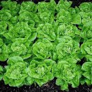 Tom Thumb Lettuce Non Gmo Vegetable Heirloom 1000 Seeds for Garden Planting