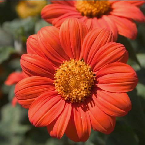 Mexican Sunflower Orange Non Gmo Vegetable Heirloom 75 Seeds for Garden Planting