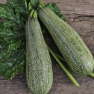 Grey Zucchini Summer Squash Non Gmo Vegetable Heirloom 25 Seeds for Garden Planting