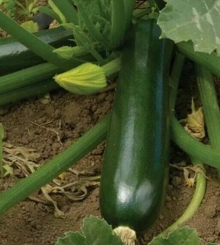 Zucchini Black Beauty Squash Non Gmo Vegetable Heirloom 30 Seeds for Garden Planting