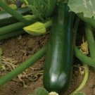 Zucchini Black Beauty Squash Non Gmo Vegetable Heirloom 30 Seeds for Garden Planting