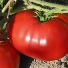 Delicious Tomato World Record Beefsteak Non Gmo Vegetable Heirloom 30 Seeds for Garden Planting Delicious Tomato World Record Beefsteak Non Gmo Vegetable Heirloom 30 Seeds for Garden Planting