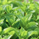 Herb Mint Non Gmo Vegetable Heirloom 1200 Seeds for Garden Planting