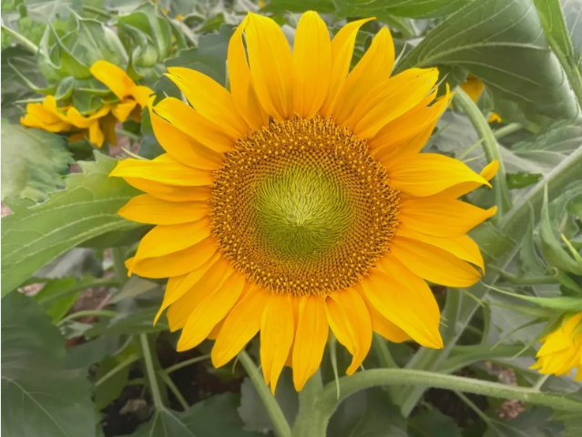 Dwarf Sunspot Sunflower Non Gmo Vegetable Heirloom 15 Seeds for Garden Planting