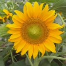 Dwarf Sunspot Sunflower Non Gmo Vegetable Heirloom 15 Seeds for Garden Planting
