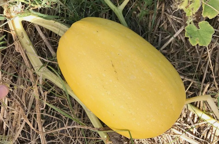 Vegetable Spaghetti Winter Squash Non Gmo Vegetable Heirloom 10 Seeds for Garden Planting