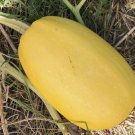 Vegetable Spaghetti Winter Squash Non Gmo Vegetable Heirloom 10 Seeds for Garden Planting