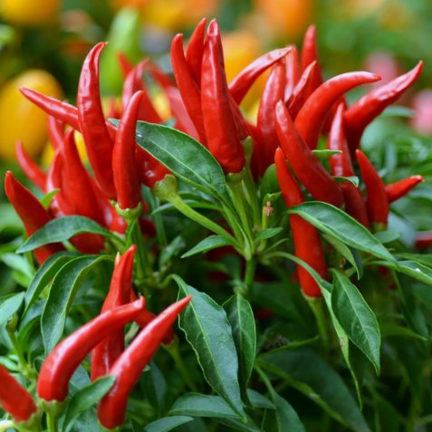 Thai Chili Super Non Gmo Vegetable Heirloom 20 Seeds for Garden Planting