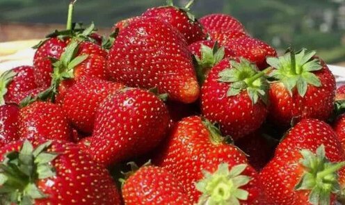 Red Strawberry Giant Largest Fruit Non Gmo Vegetable Heirloom 200 Seeds for Garden Planting