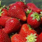 Red Strawberry Giant Largest Fruit Non Gmo Vegetable Heirloom 200 Seeds for Garden Planting