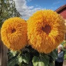 Yellow Enchanting Giant Teddy Bear Sunflower Non Gmo Vegetable Heirloom 50 Seeds for Garden Planting