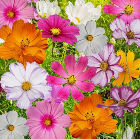 Cosmos Flowers Mix Non Gmo Vegetable Heirloom 70 Seeds for Garden Planting