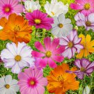 Cosmos Flowers Mix Non Gmo Vegetable Heirloom 70 Seeds for Garden Planting