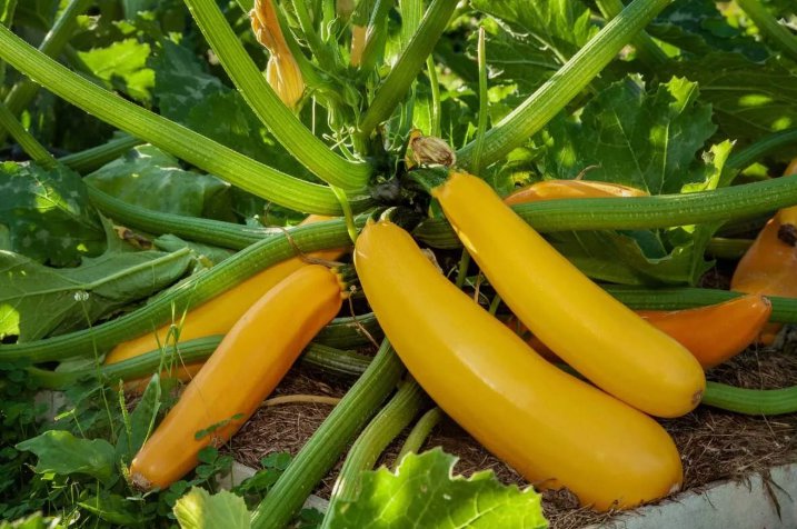 Golden Zucchini Summer Squash Non Gmo Vegetable Heirloom 15 Seeds for Garden Planting