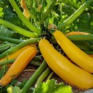 Golden Zucchini Summer Squash Non Gmo Vegetable Heirloom 15 Seeds for Garden Planting