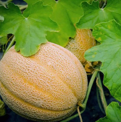 Hales Best Jumbo Melon Non Gmo Vegetable Heirloom 25 Seeds for Garden Planting