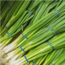 Onion Evergreen White Bunching Collection Non Gmo Vegetable Heirloom 250 Seeds for Garden Planting Onion Evergreen White Bunching Collection Non Gmo Vegetable Heirloom 250 Seeds for Garden Planting