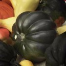 Table Queen Acorn Winter Squash Non Gmo Vegetable Heirloom 15 Seeds for Garden Planting