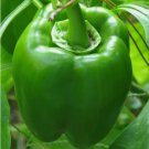 Green Bell Pepper Emerald Giant Non Gmo Vegetable Heirloom 30 Seeds for Garden Planting
