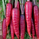 Purple Dragon Carrot Non Gmo Vegetable Heirloom 200 Seeds for Garden Planting