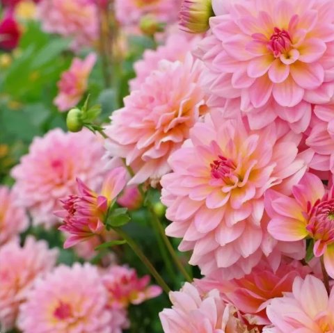 Dahlia Fresh Flower Style 4 Non Gmo Vegetable Heirloom 35 Seeds for Garden Planting