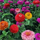 Zinnia California Giant Mix Flower Non Gmo Vegetable Heirloom 150 Seeds for Garden Planting