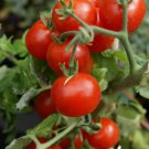 Cherry Tomato Large Red Non Gmo Vegetable Heirloom 50 Seeds for Garden Planting