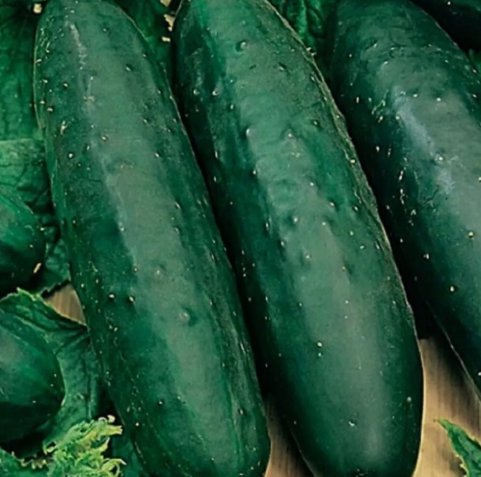 Marketmore 76 Cucumber Non Gmo Vegetable Heirloom 10 Seeds for Garden Planting