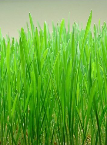 Wheatgrass Cat Grass Non Gmo Vegetable Heirloom 250 Seeds for Garden Planting