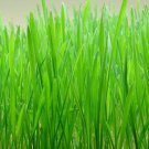 Wheatgrass Cat Grass Non Gmo Vegetable Heirloom 250 Seeds for Garden Planting